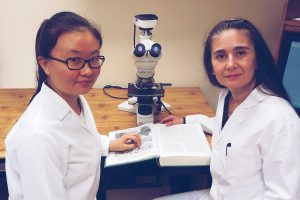 The researchers, led by Yan Hu, left, and Dr. Maria Luisa S. Sequeira-Lopez, were studying how kidneys form when they stumbled upon a gene’s effects on the heart.