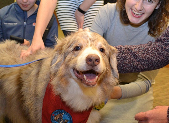 UVA medical and nursing students petting friendly therapy dog