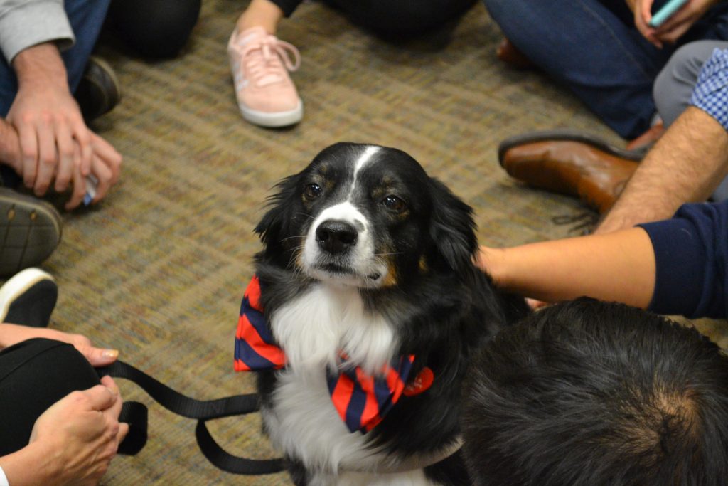 Therapy dog with UVA blue and orange Cavalier colored bow tie.