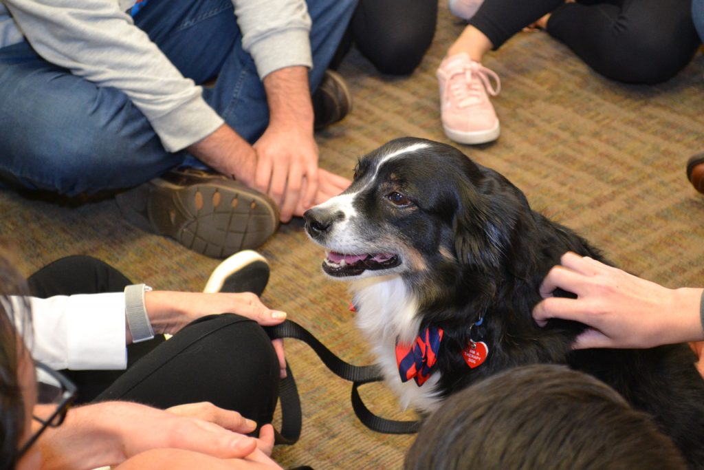 Therapy dog with UVA blue and orange Cavalier colored bow tie being petted by students.