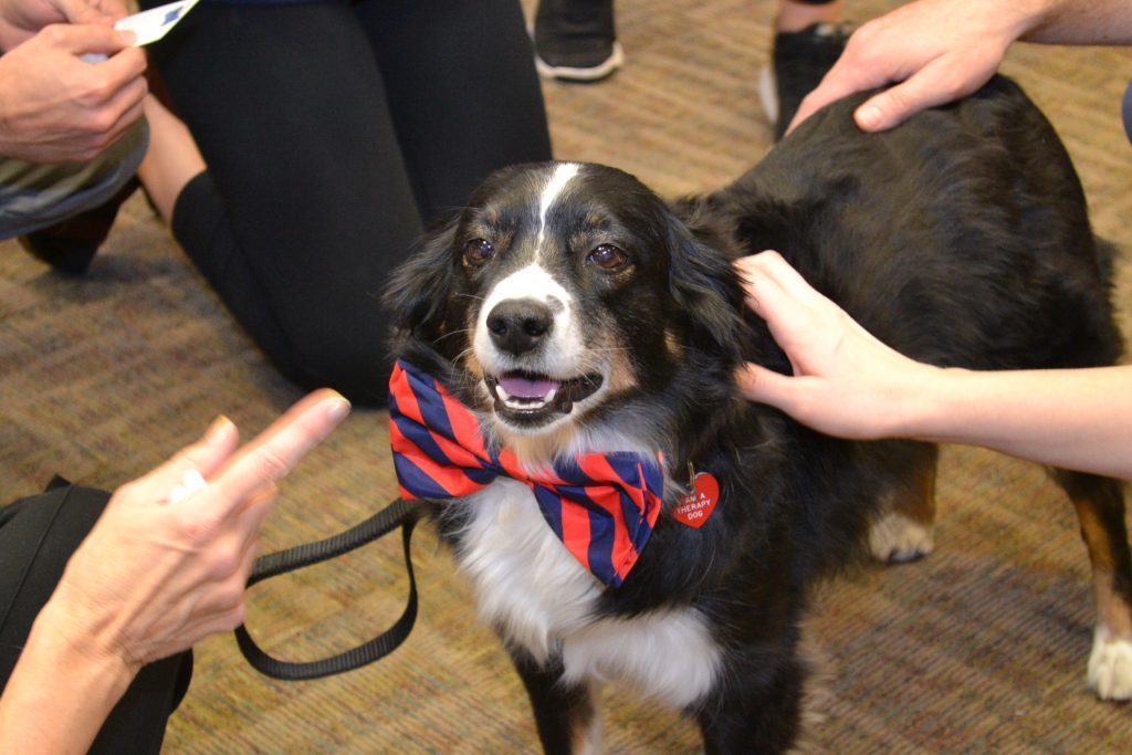 UVA therapy dog enjoying the attention of UVA medical and nursing students.
