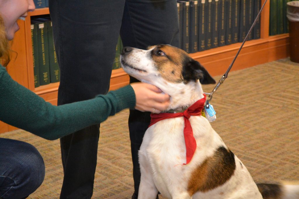 Therapy dog enjoying a scratch on the chin.