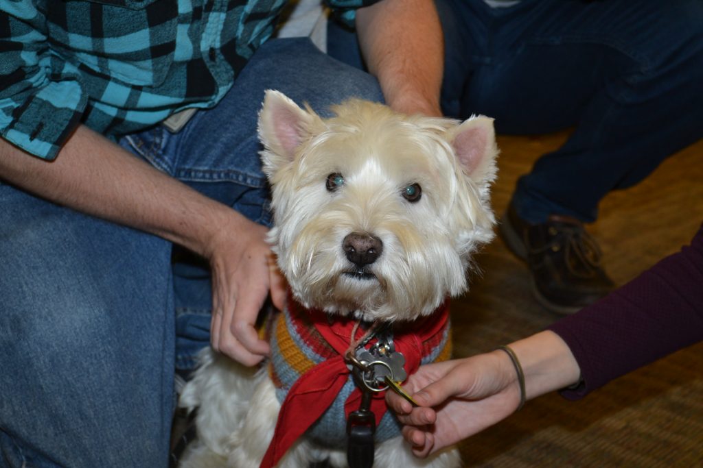 UVA therapy dog with red bow.