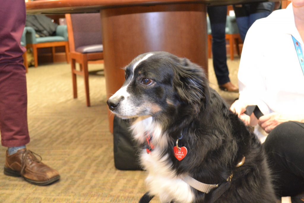 UVA therapy dog waiting for more students.