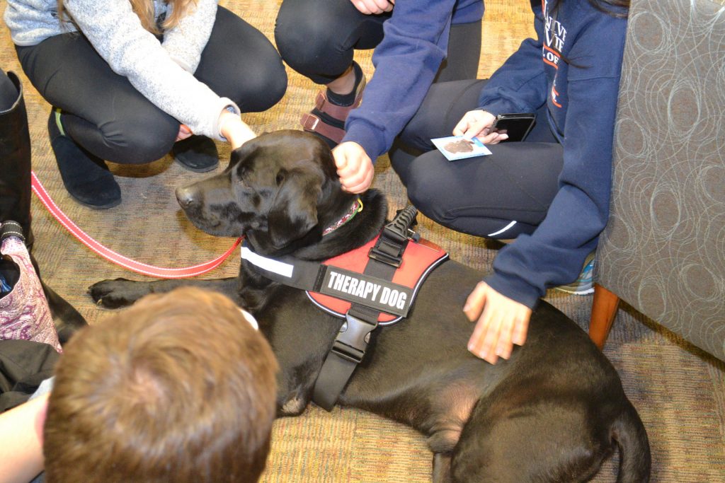 Another UVA therapy dog getting lots of enjoyable attention from students.