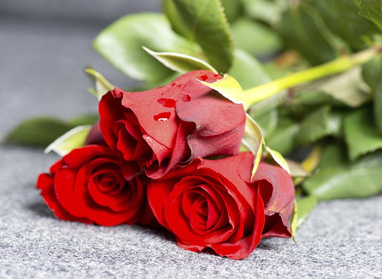 Photo: Roses on grave