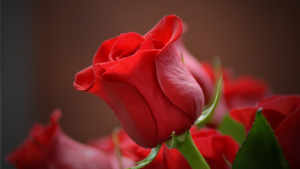 image of a rose