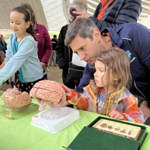 Child inspecting brain at Kid*Vention, a beloved local science festival.