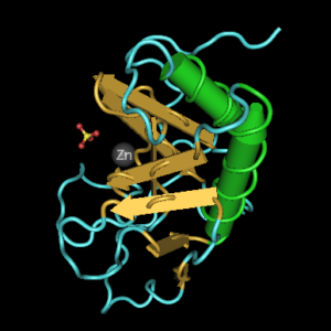 3D rendering of hedgehog protein