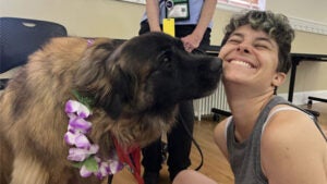 BIMS Therapy Dogs