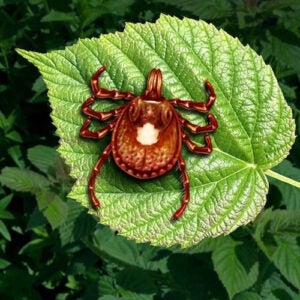 The bite of the Lone Star tick can trigger what is commonly called the "meat allergy" -- actually an allergy to a sugar found in mammalian meat.