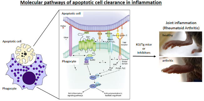 UVA Nephrology