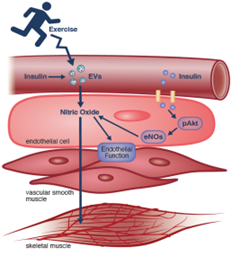 UVA Nephrology