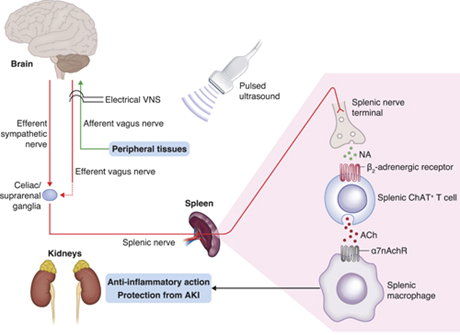 UVA Nephrology