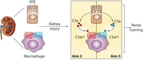 UVA Nephrology