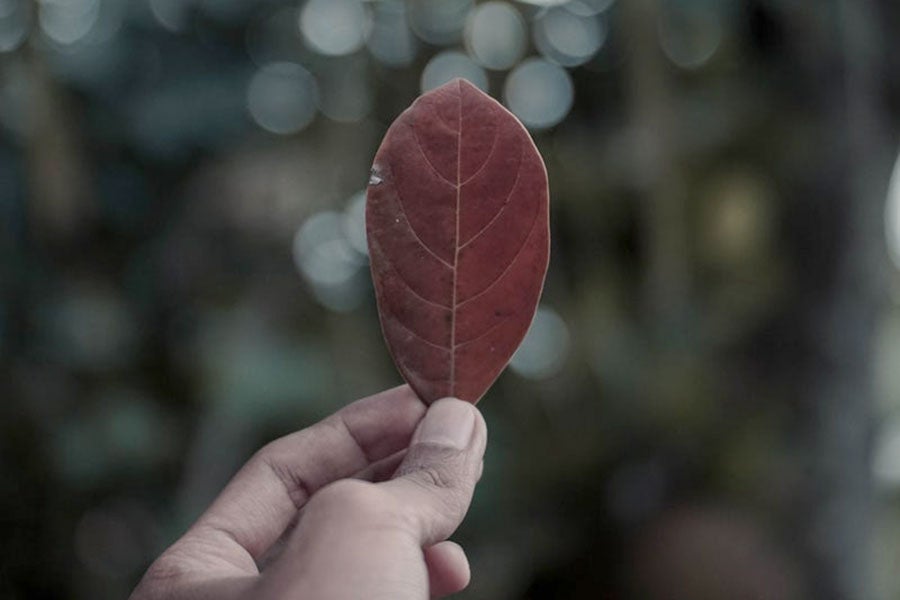 Brown leaf